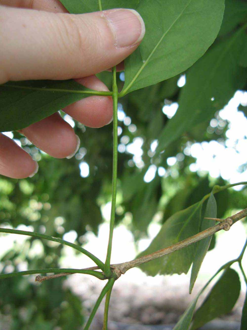              Petiole (Nigerian Powder Flask, Winter Haven, FL)       